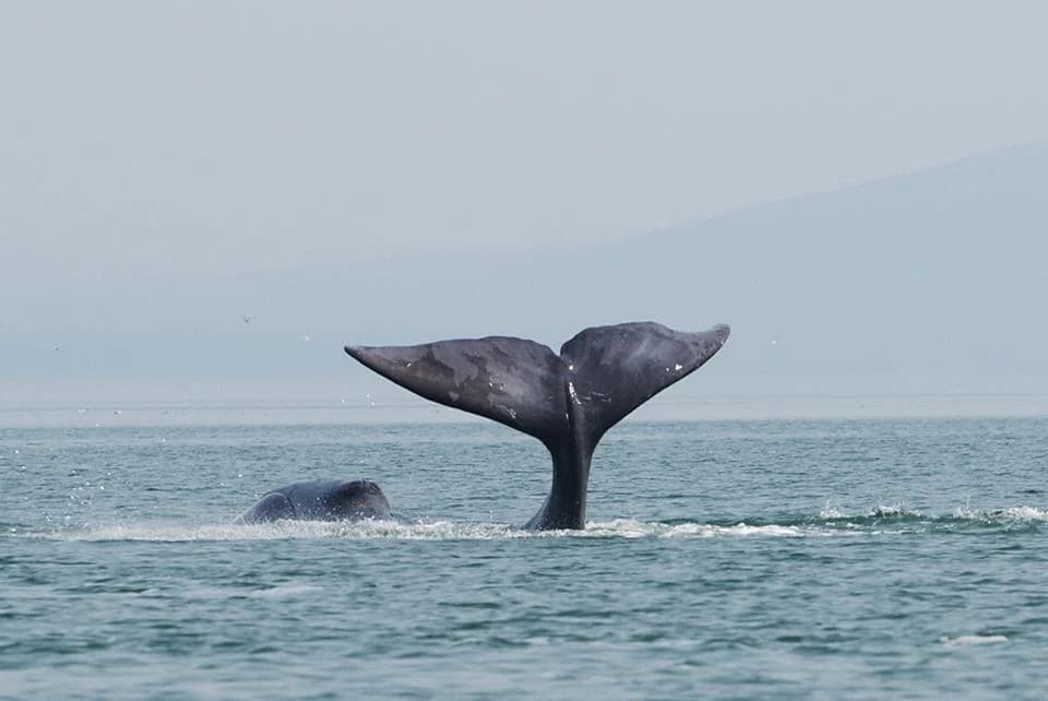 Bowhead whale tail fluke emerging from ocean surface with another whale partially visible in background
