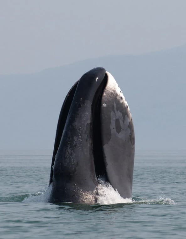 A bowhead whale emerging from the ocean with its head above water, showing a dorsal fin and part of its body, with mountains visible in the background