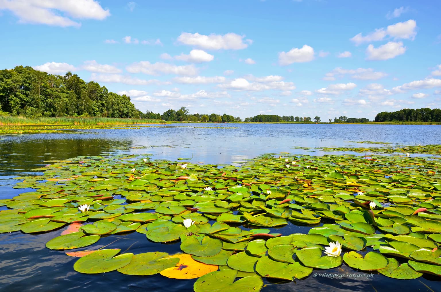 Green water lily pads and white flowers floating on calm lake water with forest and blue sky background