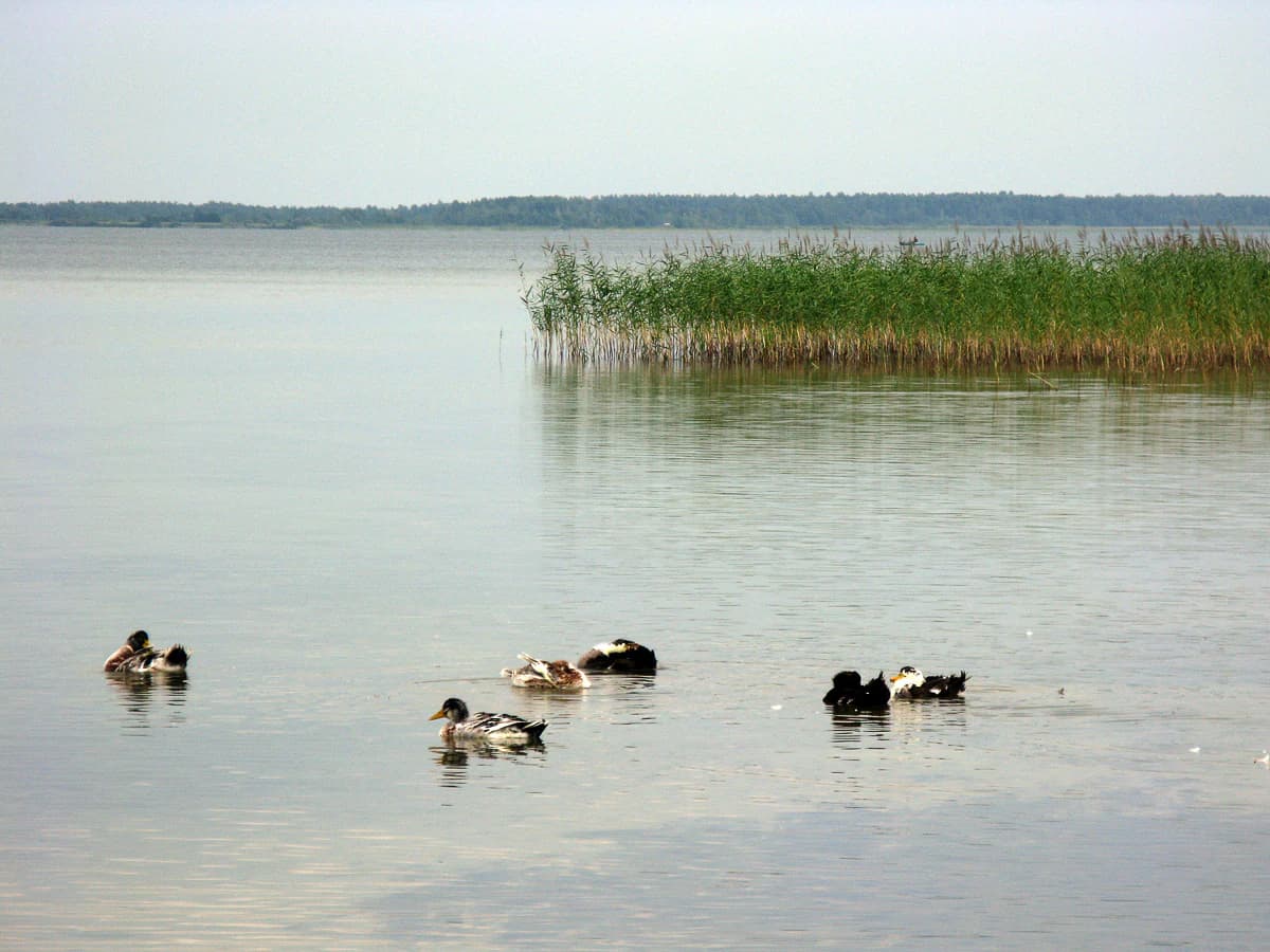 Ducks swimming in calm water with tall reeds and a distant tree line