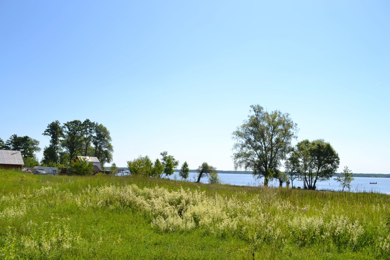 Grassy field with wildflowers leading to a calm lake, surrounded by scattered trees and a clear blue sky