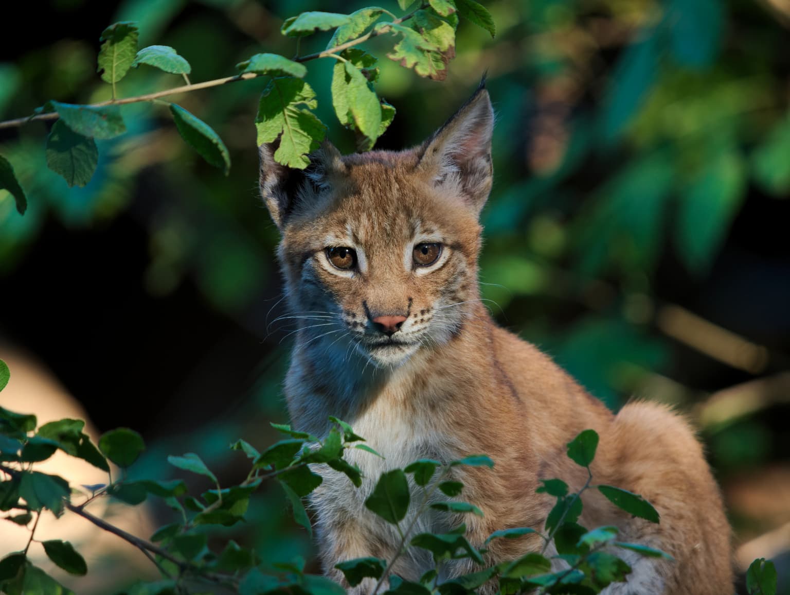 Eurasian lynx with tufted ears and brown fur sitting among green foliage