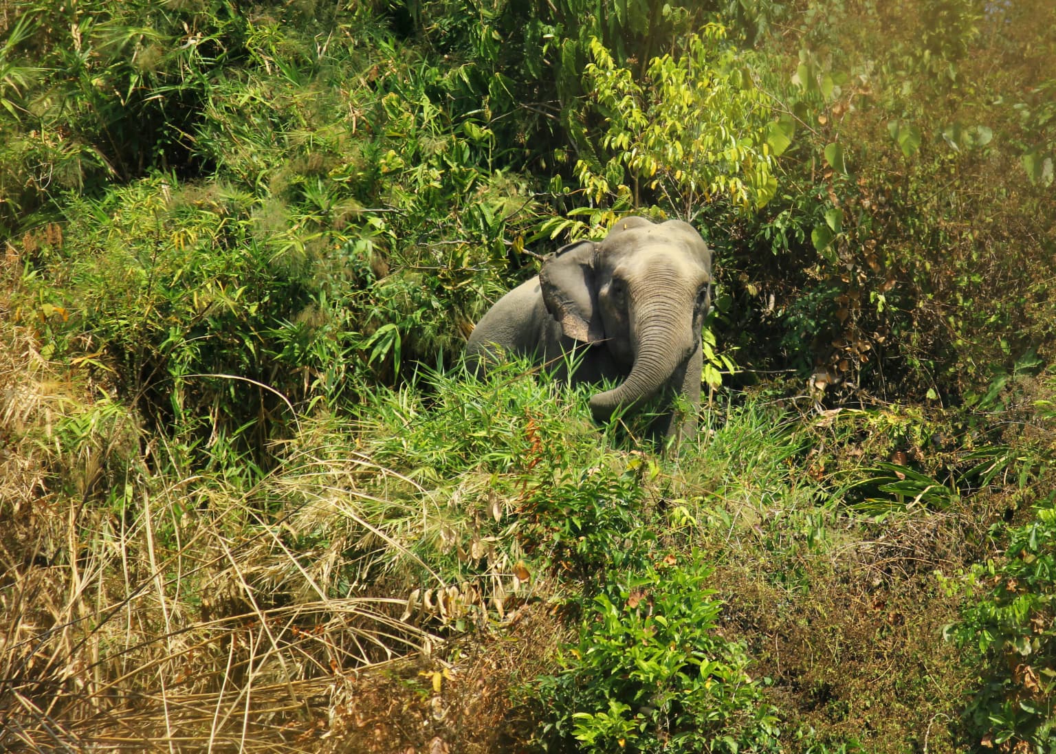 Asian Elephant in Inani, Cox's Bazar