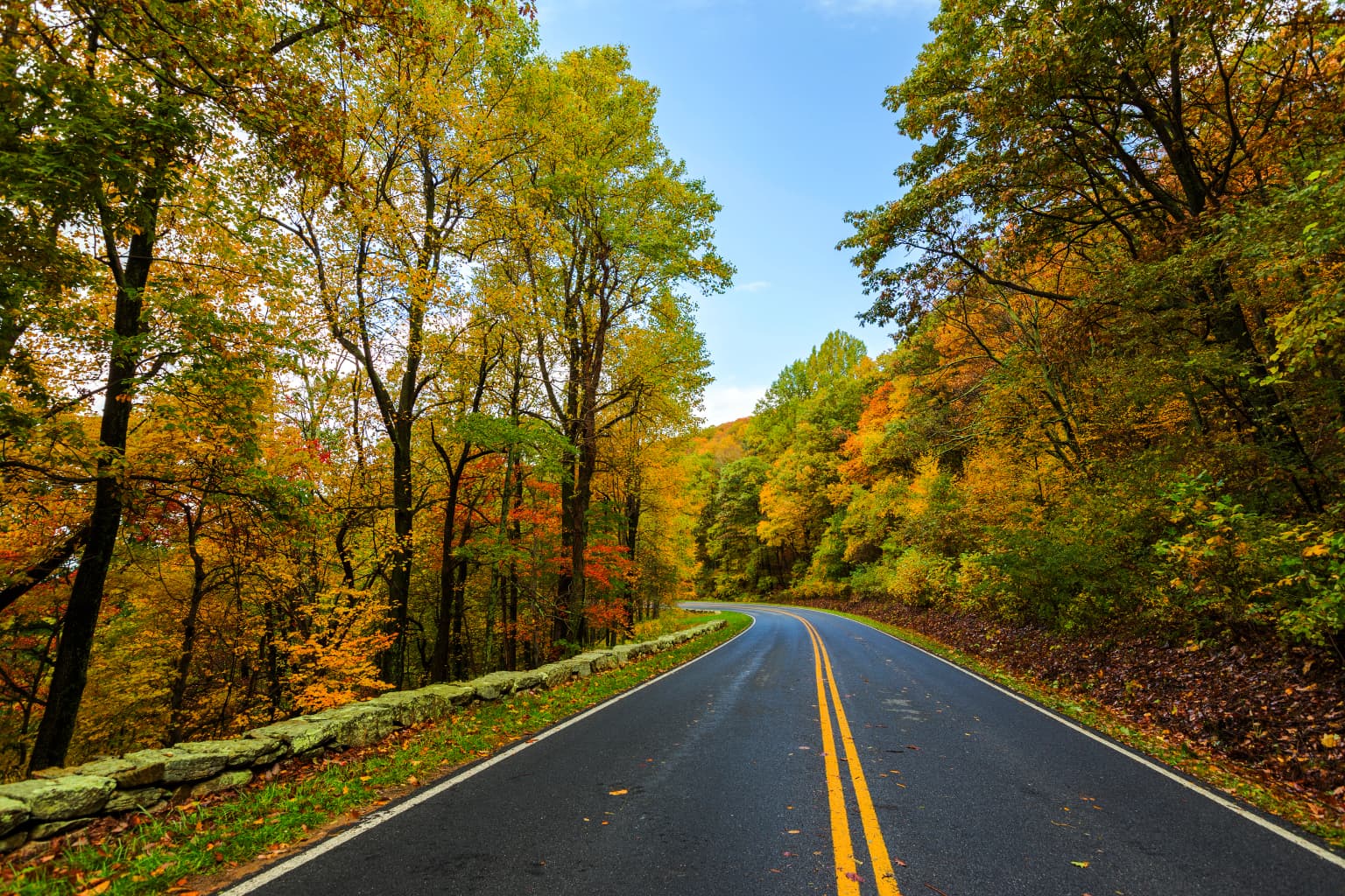 Una carretera pavimentada con líneas amarillas dobles que atraviesa un bosque con un vibrante follaje otoñal, flanqueada por árboles y un muro de piedra bajo un cielo azul despejado