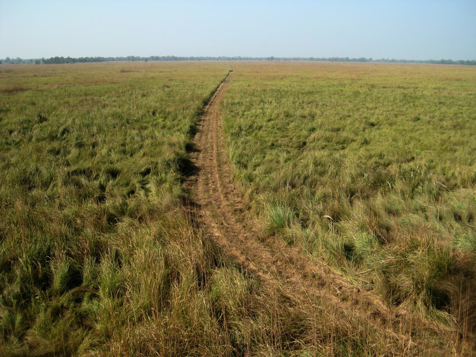 Dirt jeep track running through tall grasses in an open grassland field