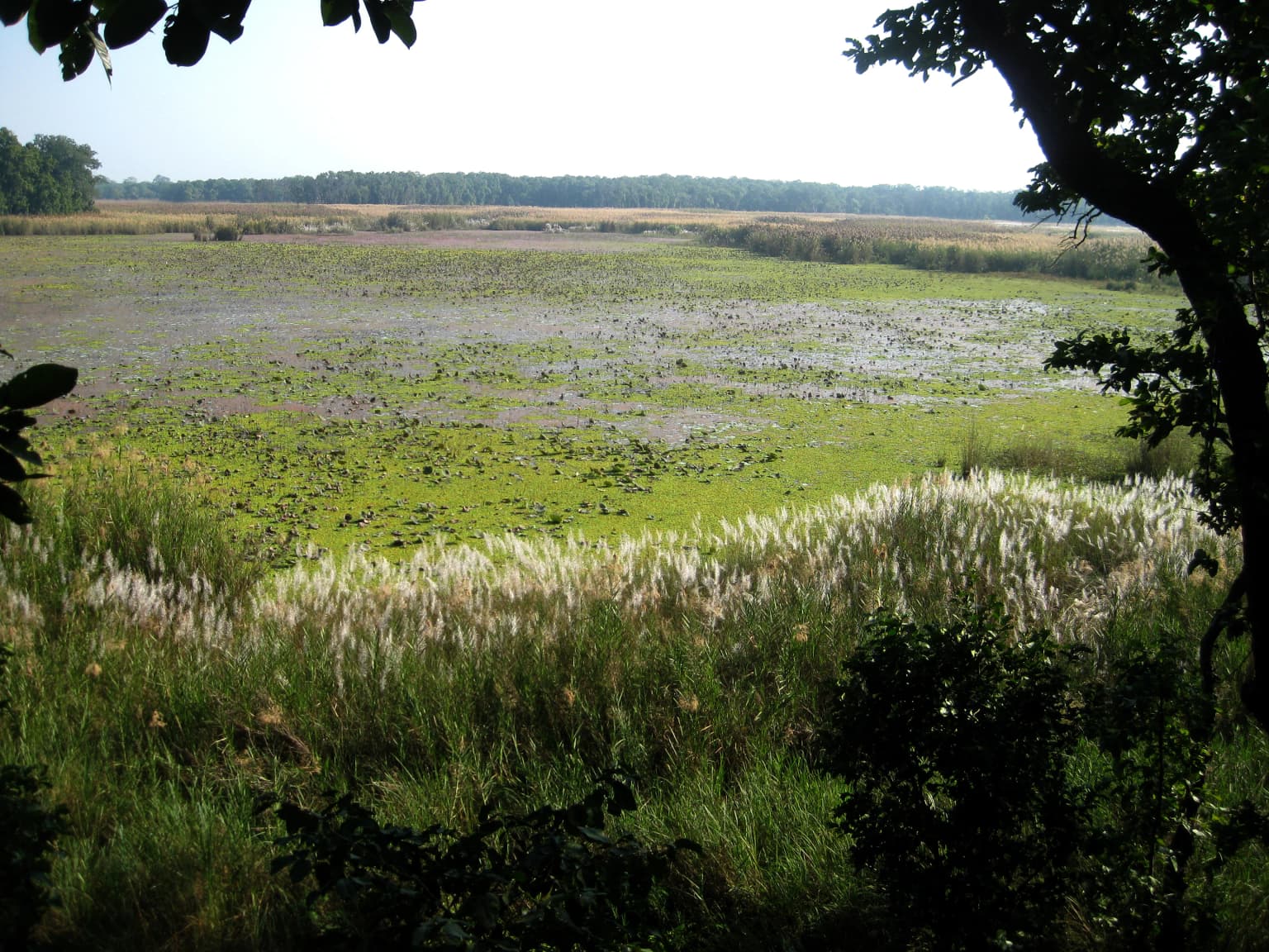 A lake with floating vegetation surrounded by tall grasses and trees, viewed from a shaded vantage point