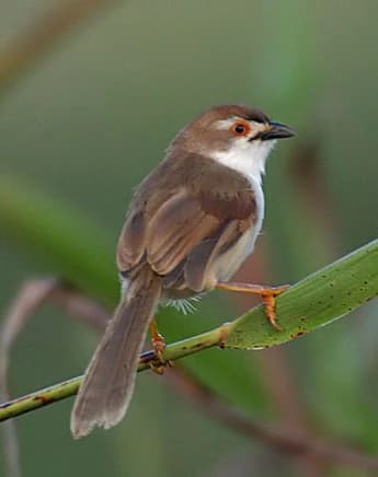 Small bird with brown upperparts, white underparts, and black facial markings perched on a green stem against a blurred green background