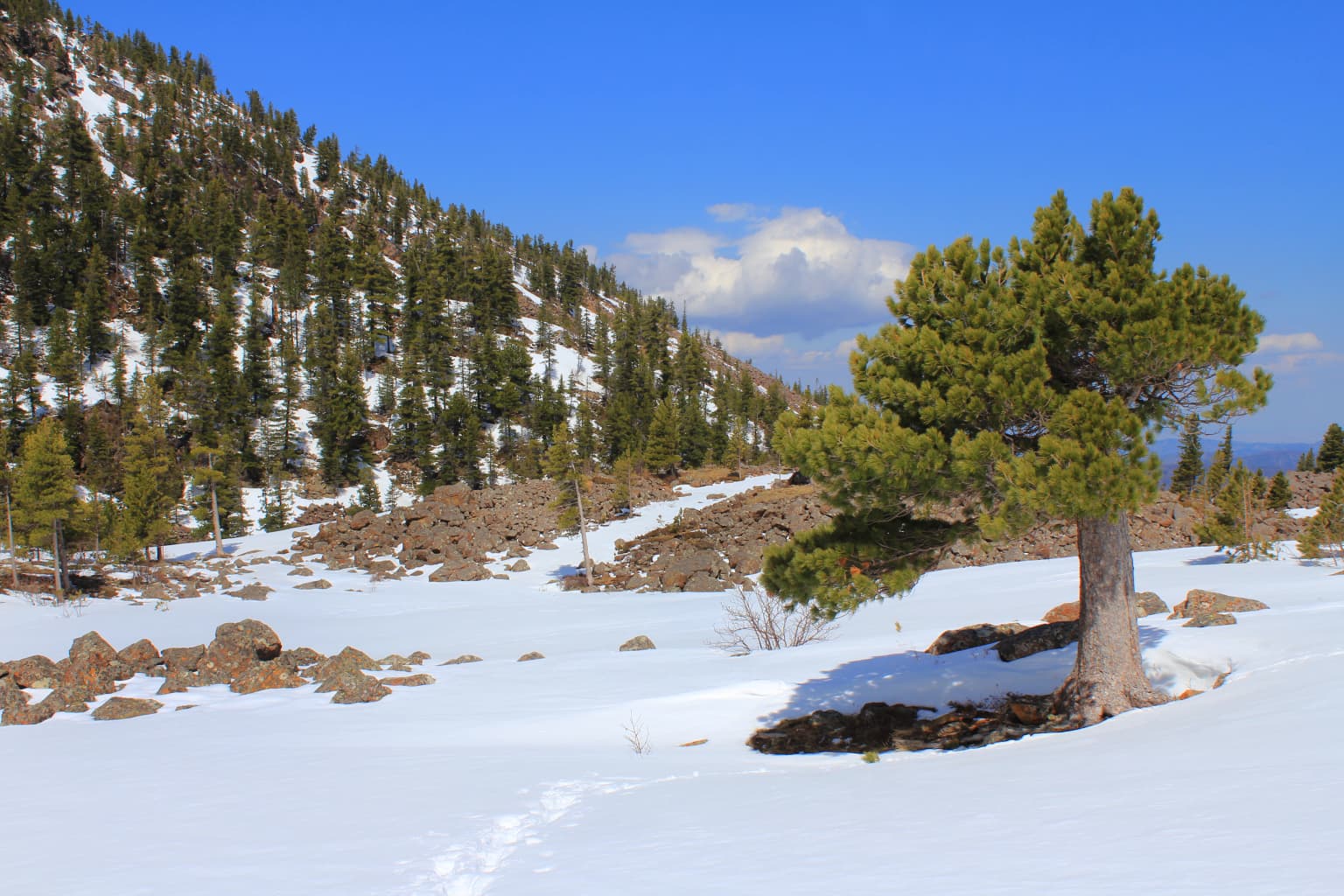 Snow-covered ground with a single coniferous tree in the foreground, rocky terrain, and a mountain slope covered in trees and snow under a clear blue sky