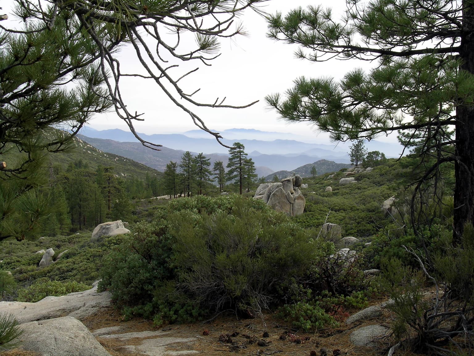 Mountain landscape with pine trees, shrubs, and rocky terrain in Sierra de San Pedro Mártir National Park