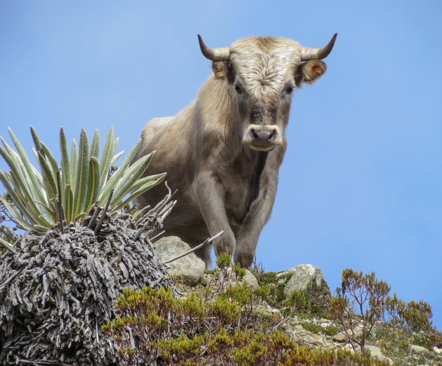 A Charolais bull stands on rocky ground with alpine vegetation under a clear blue sky.