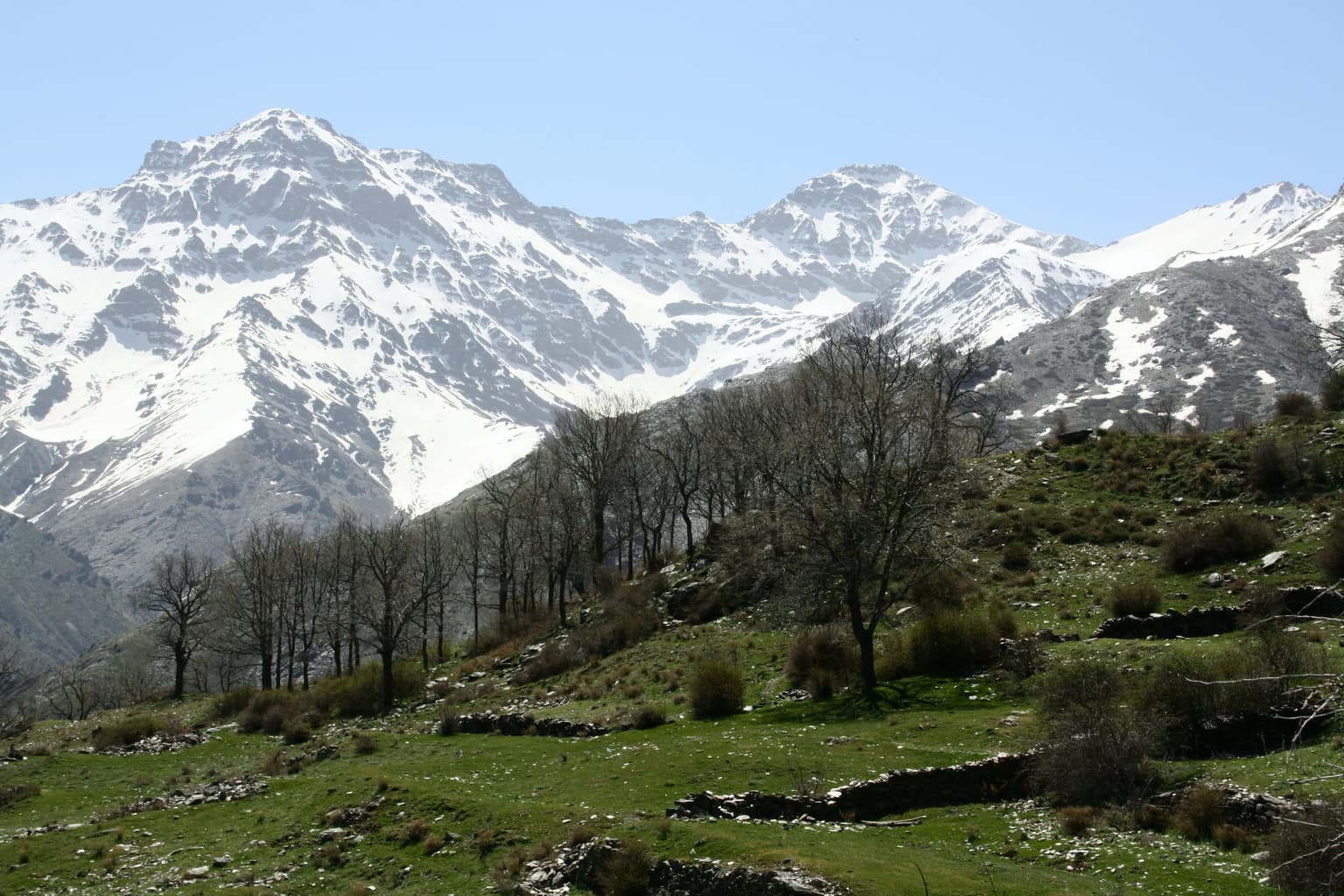Snow-capped mountain peaks with patches of exposed rock, green meadows in the foreground, and sparse trees under a clear blue sky.