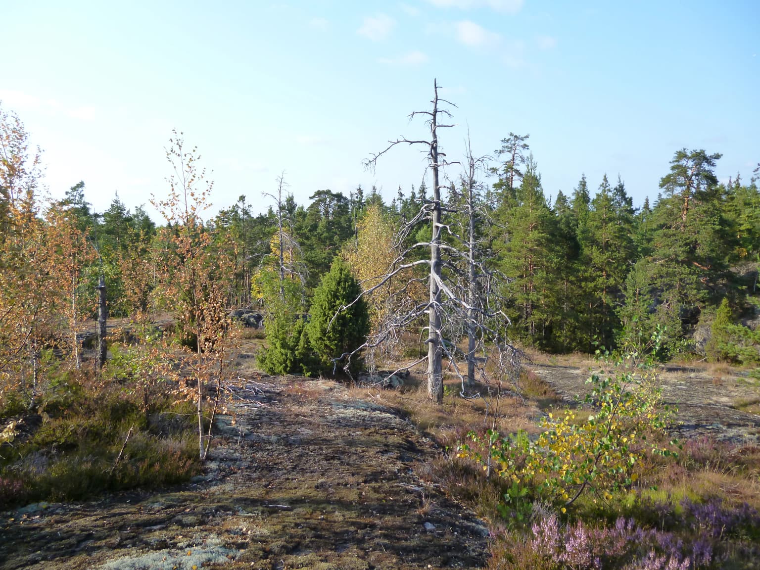 A forest landscape with spruce trees, rocky ground, a trail, and patches of heather under a clear sky.
