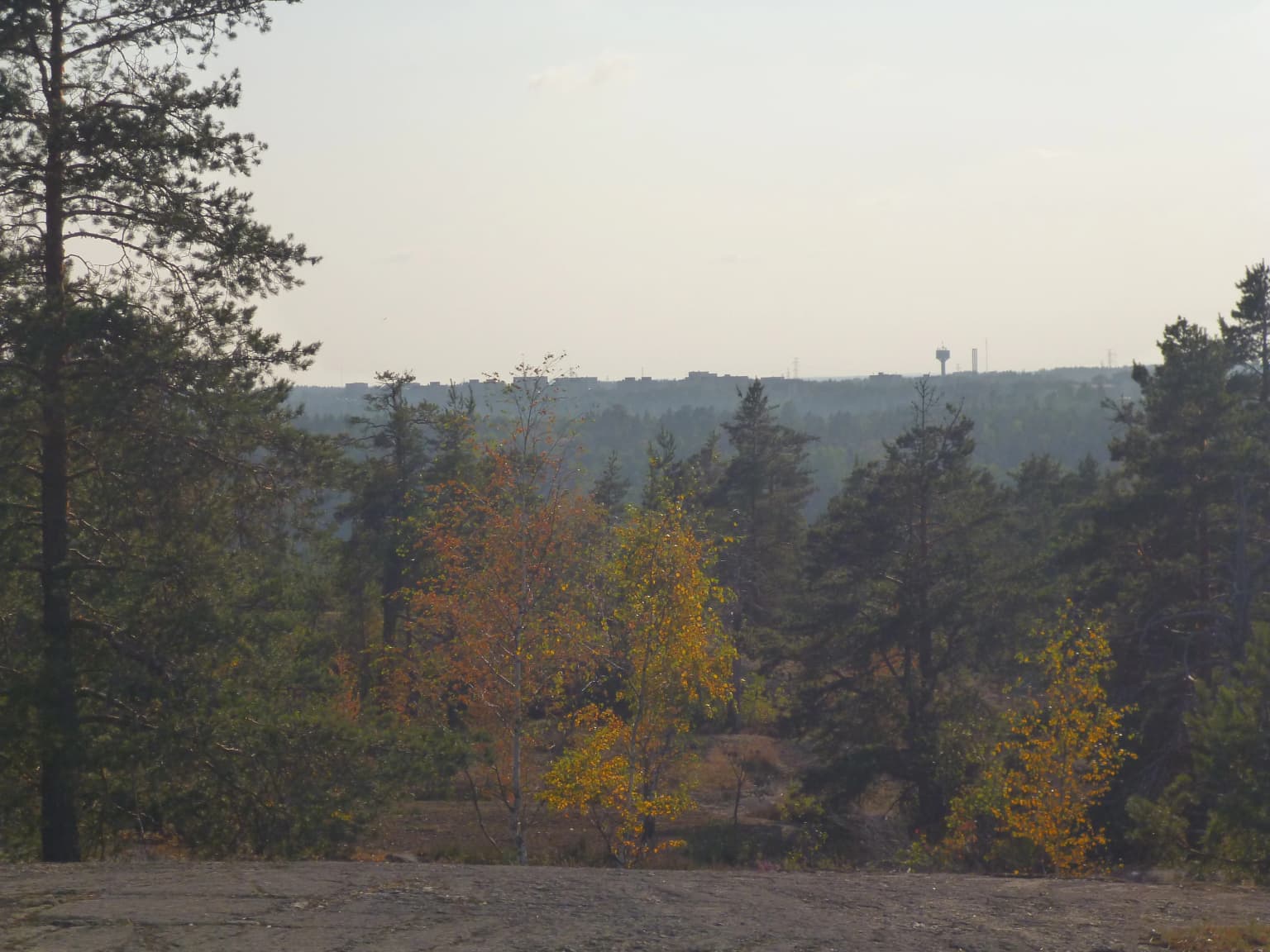 A forest landscape with pine trees and autumn-colored trees, showing a distant horizon with forested terrain