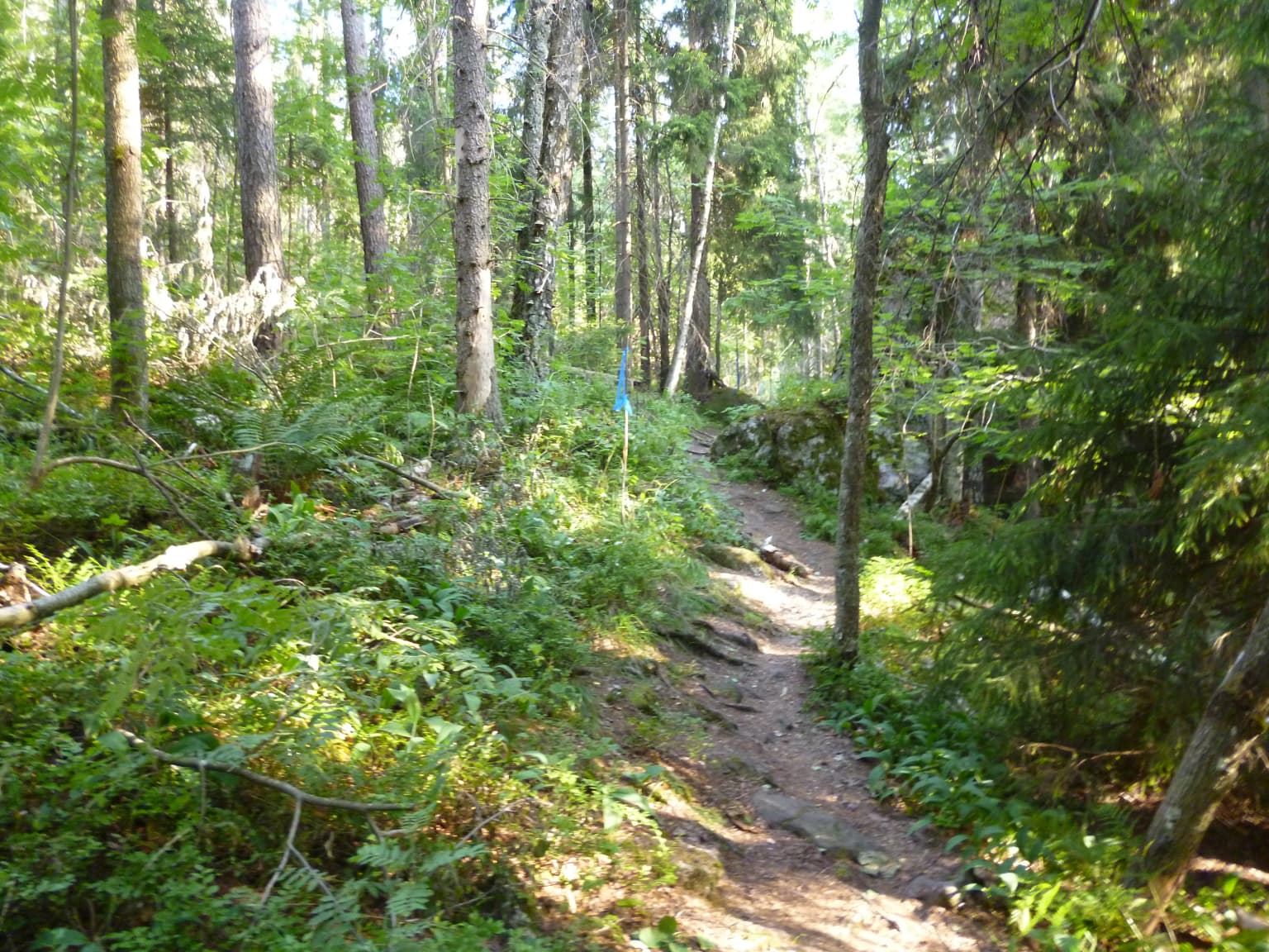 A dirt trail surrounded by tall trees and lush green undergrowth in a forested area