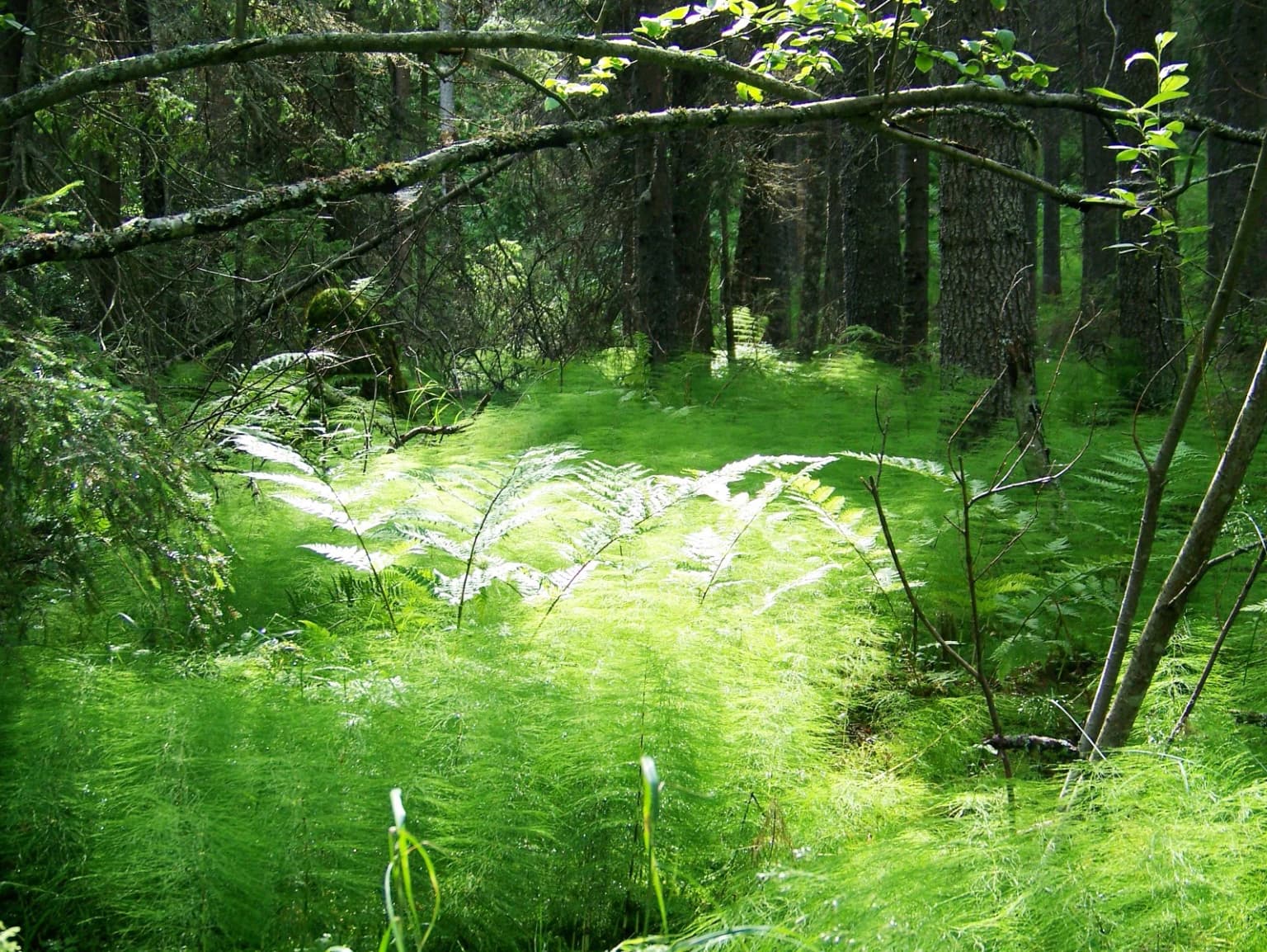 Dense green horsetail plants growing in a forest, with sunlight filtering through tree branches and canopy.