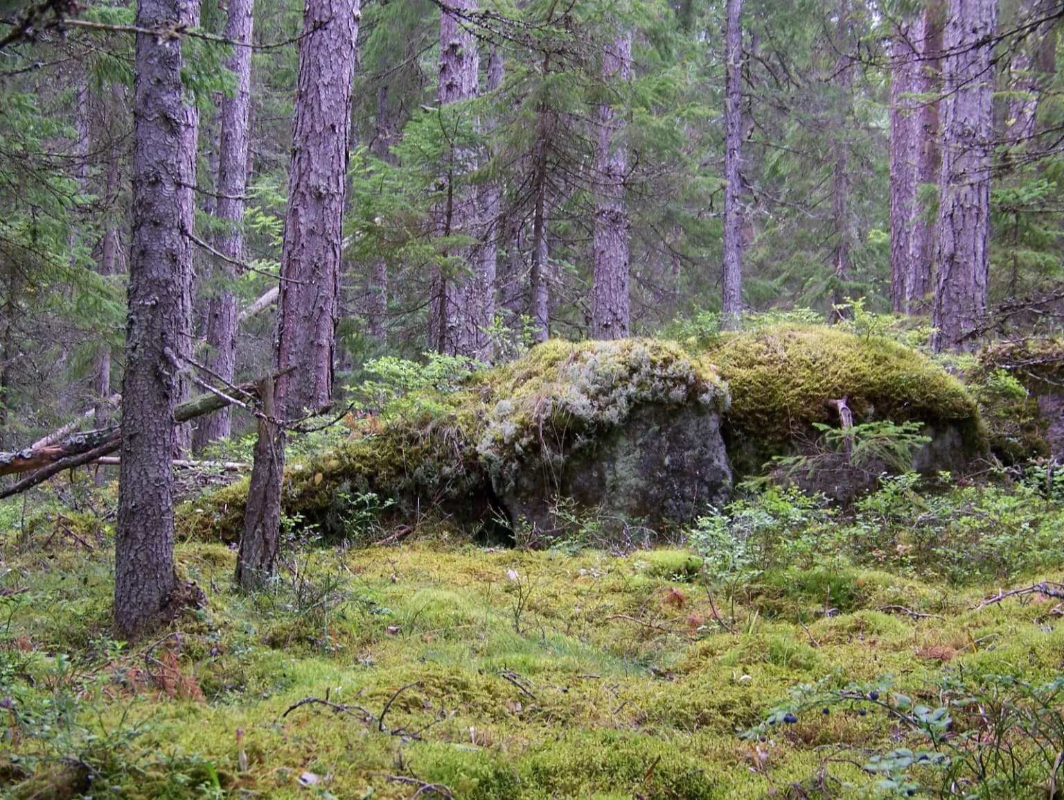 Moss-covered rock with surrounding pine trees and green moss in a forest.