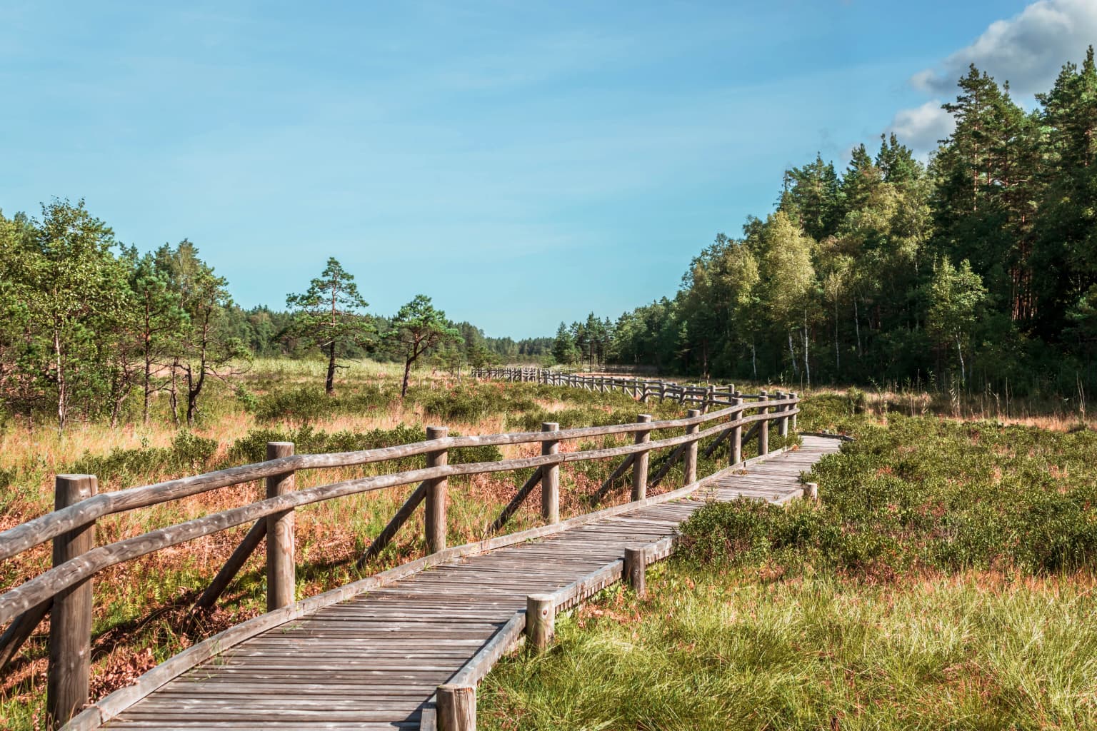 Wooden boardwalk trail with wooden railings running through a grassy meadow with scattered trees and forest in the background