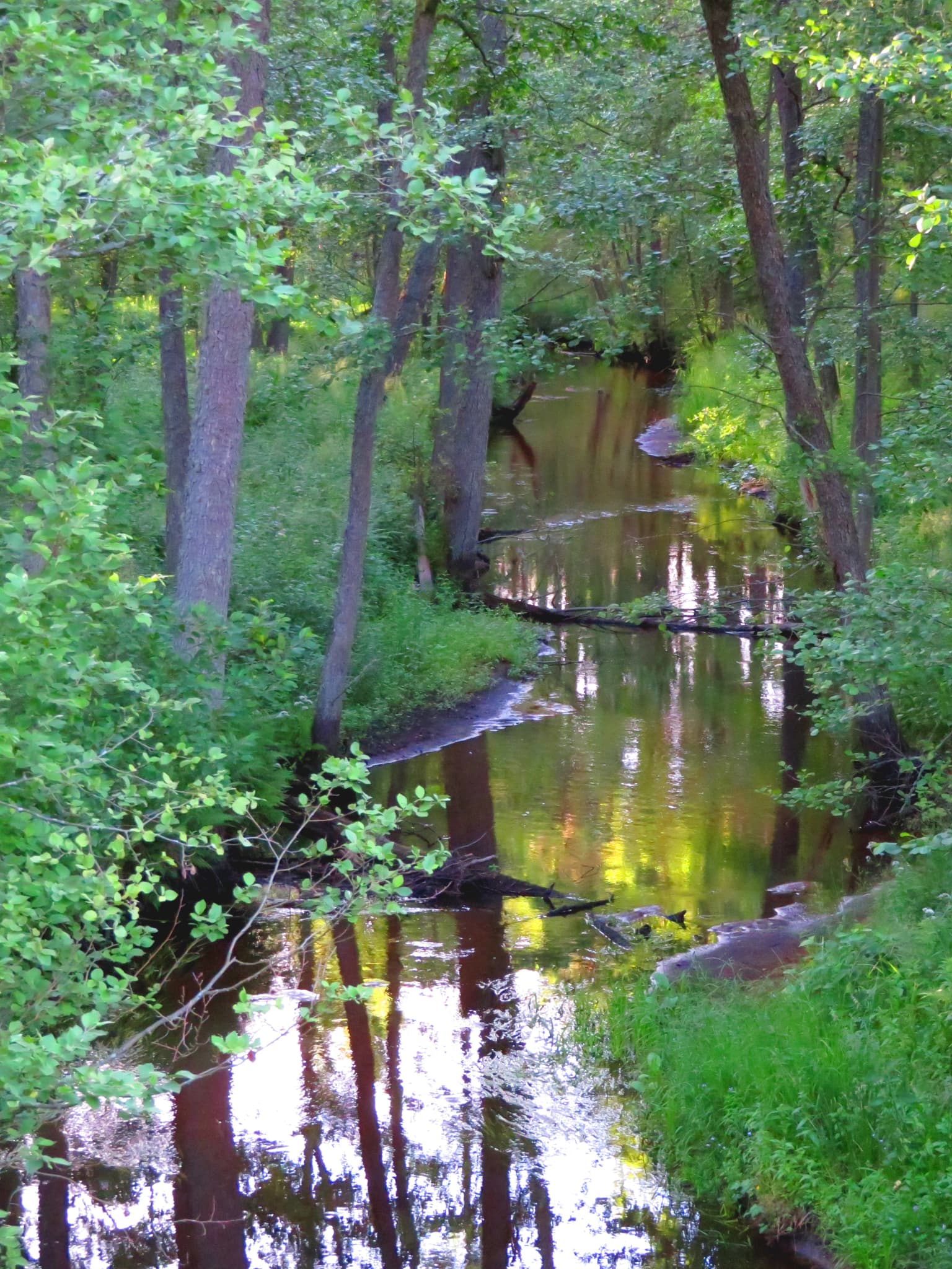A narrow stream surrounded by tall trees with green foliage reflecting in the water