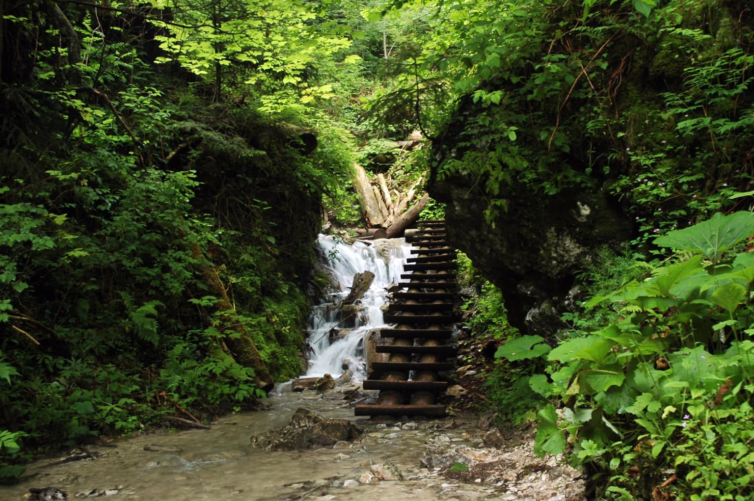 Waterfall flowing through a narrow gorge with dense green vegetation and a wooden staircase