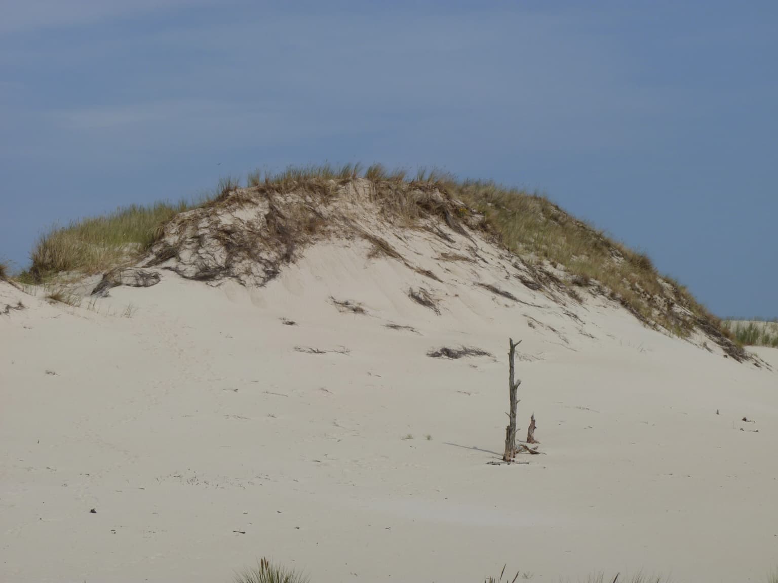Sand dune with sparse vegetation on crest, single dead tree trunk in foreground, clear blue sky