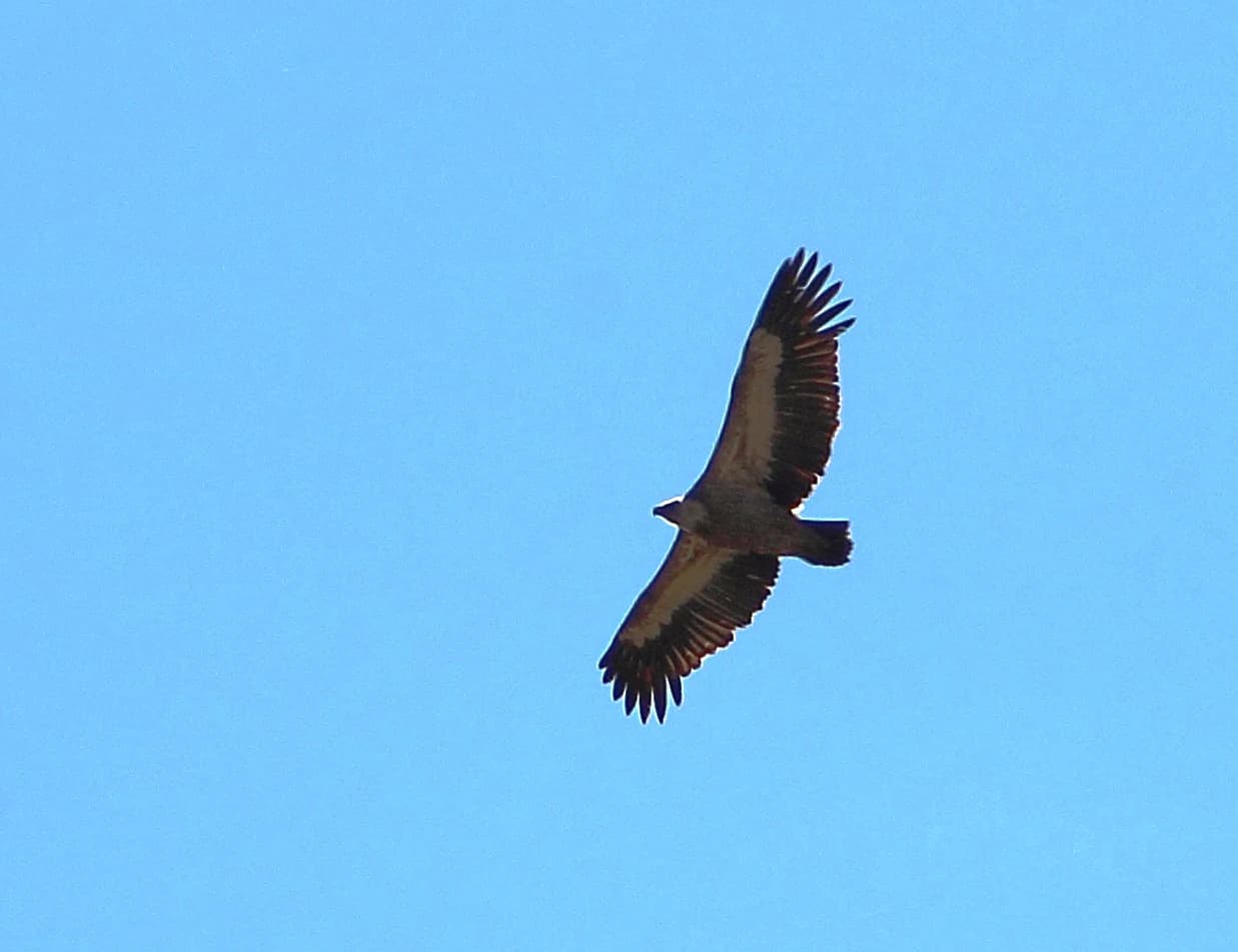 Griffon vulture in Sochi