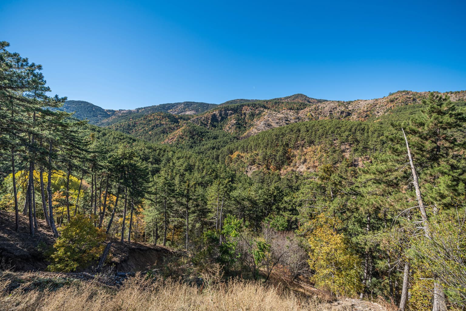 Panoramic view of forested mountains with pine trees under clear blue sky