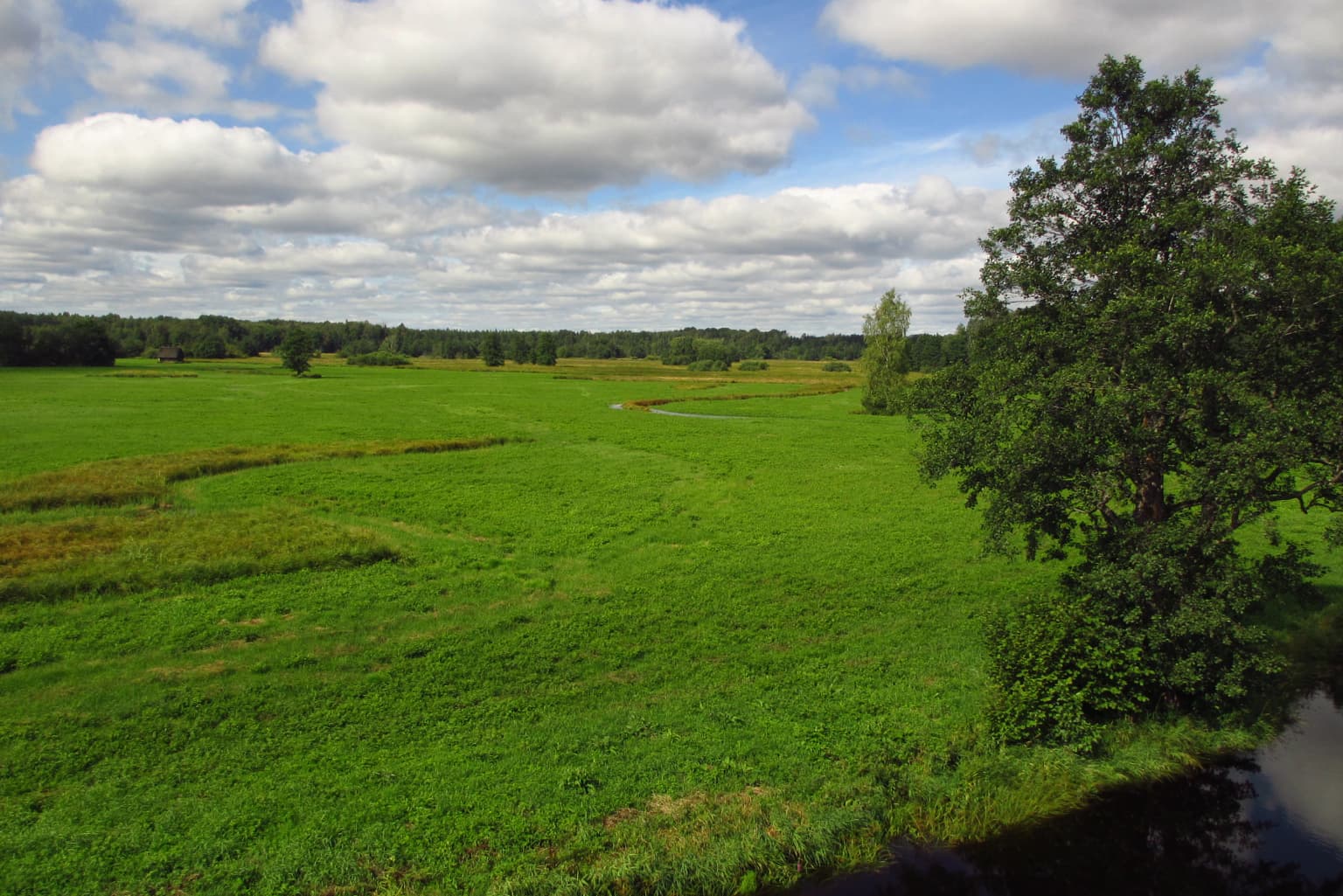 Landscape of Lati Marsh in Soomaa National Park with green wetlands, a tree, and partly cloudy sky