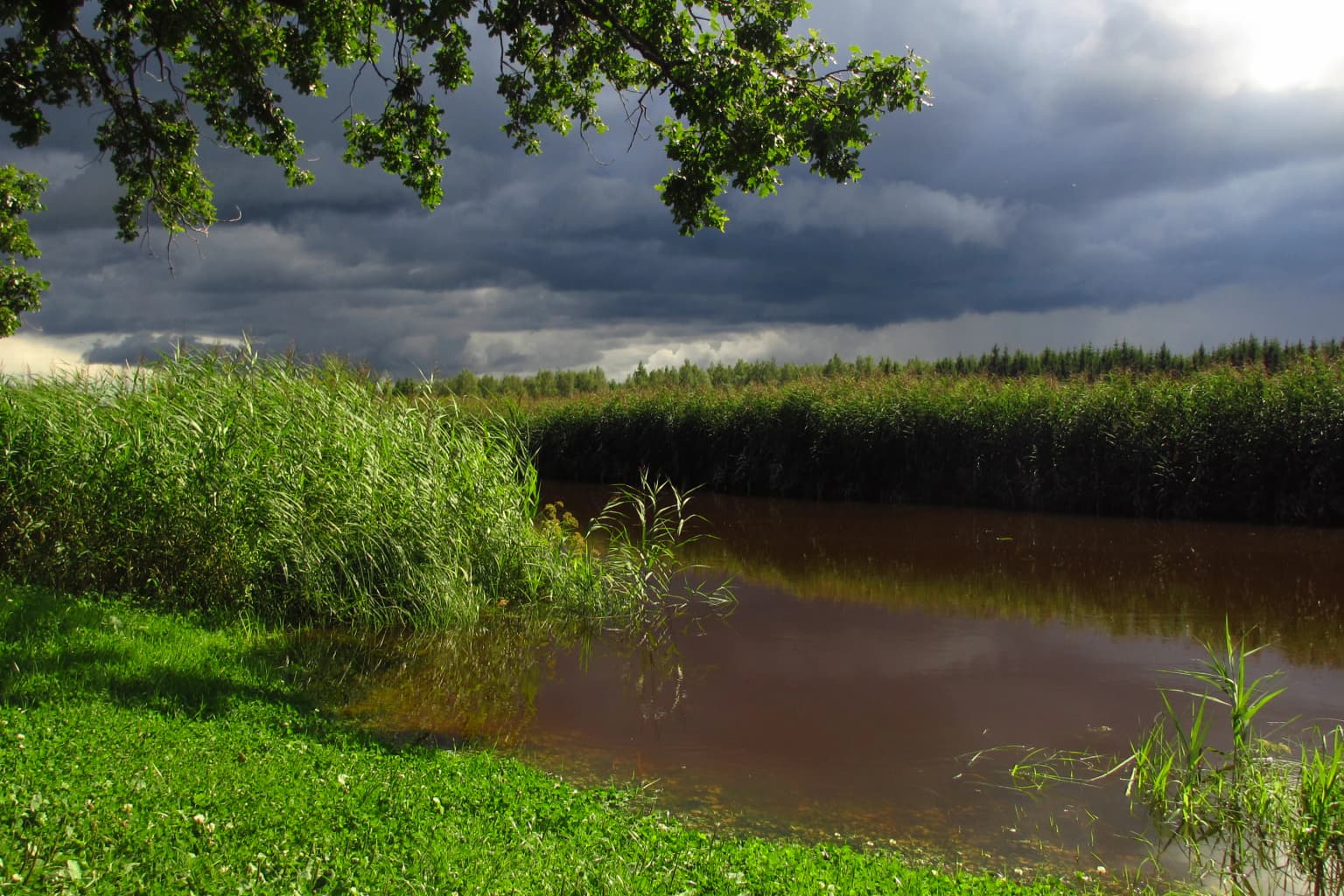 A calm brown river bordered by tall green reeds and grasses under an overcast sky with tree branches overhead