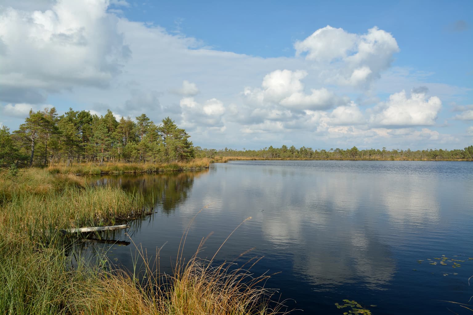 A calm lake reflecting the sky with tall grasses and trees along the shore under a partly cloudy sky