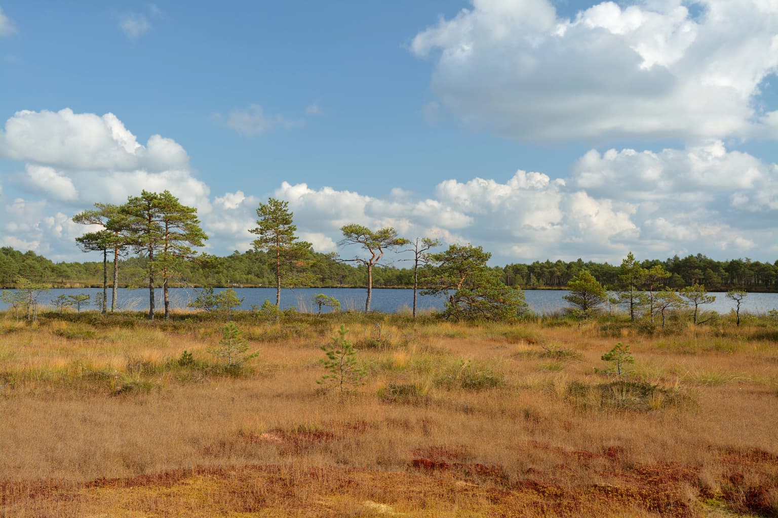 A bog landscape with dry grasses, scattered pine trees, and a lake under a partly cloudy sky.