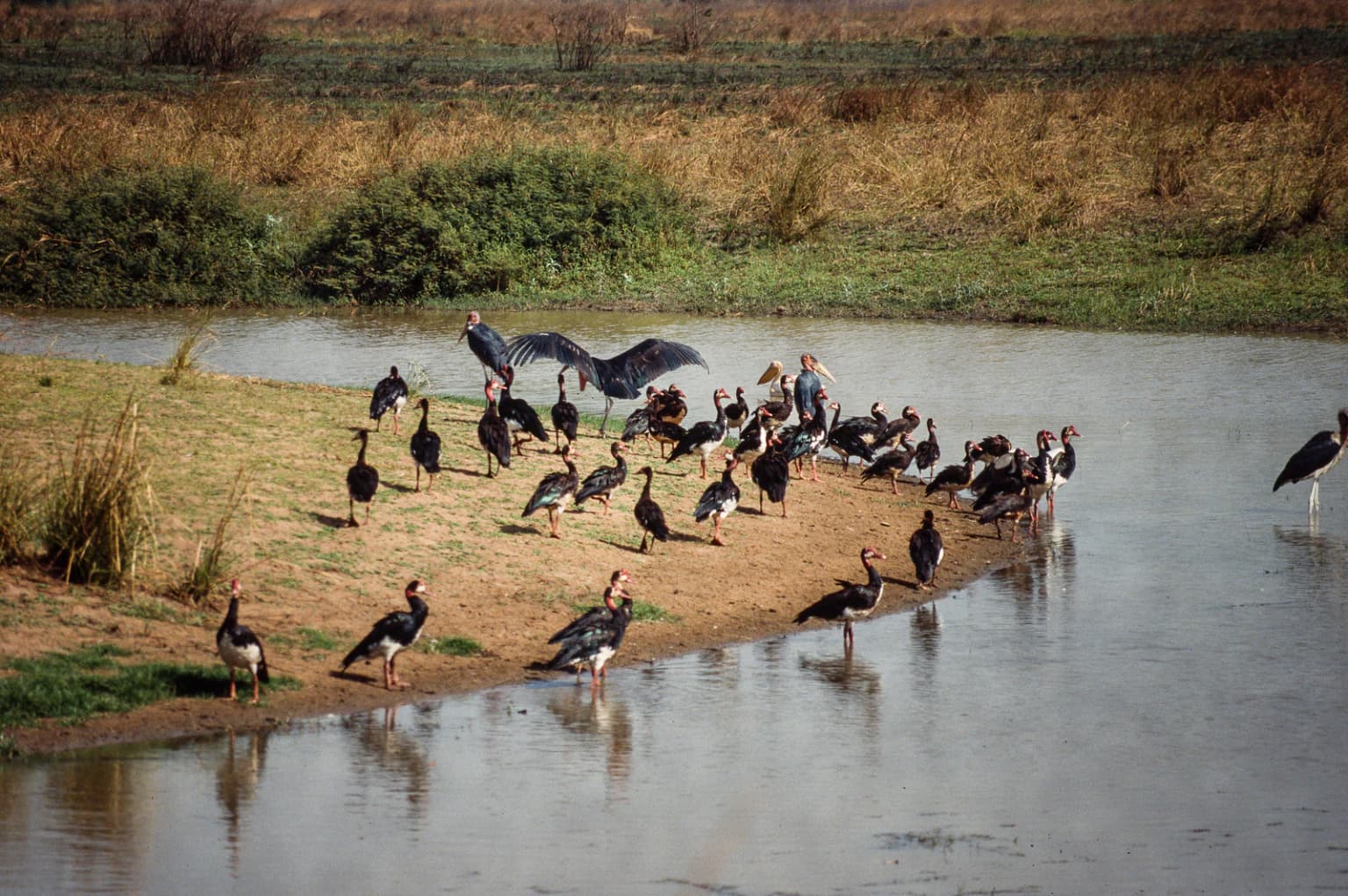 Grupo de aves de pie en aguas poco profundas y en la orilla fangosa de un río con vegetación seca y herbácea al fondo.