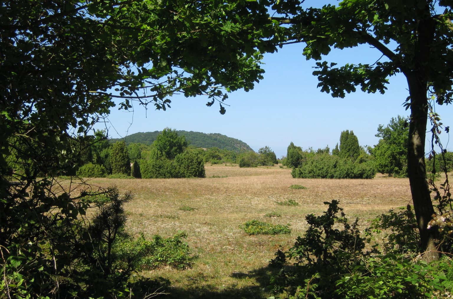 Sandy pasture with scattered vegetation and trees, featuring a distant hill under a clear blue sky