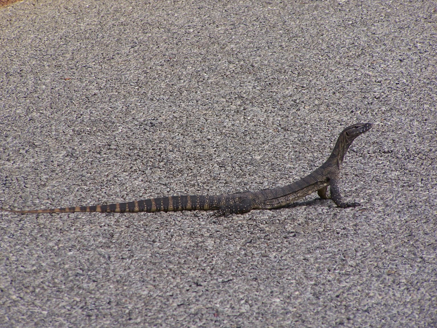 Un lagarto varano en un camino de grava