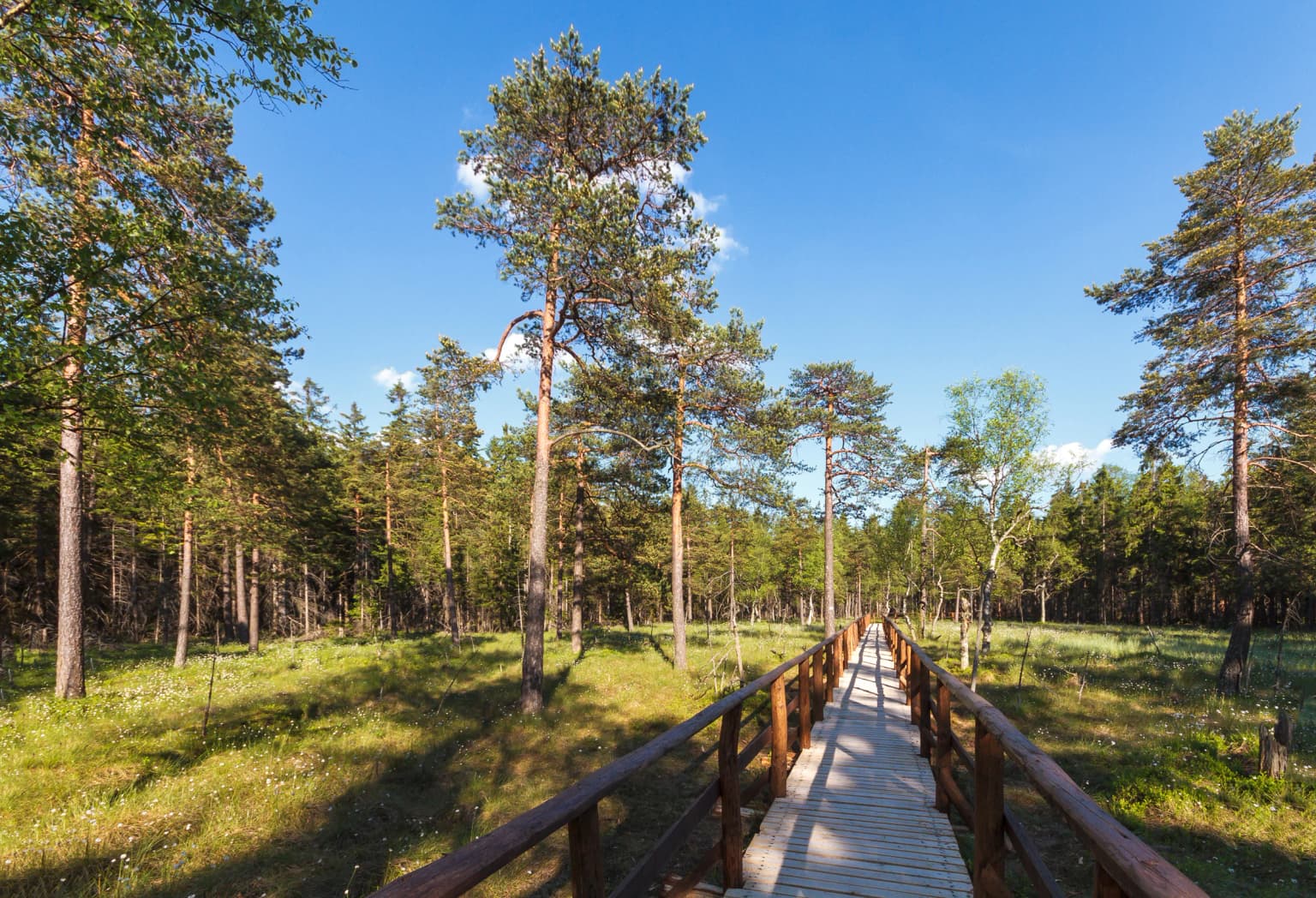 Wooden boardwalk trail through a forest with tall pine trees and clear blue sky