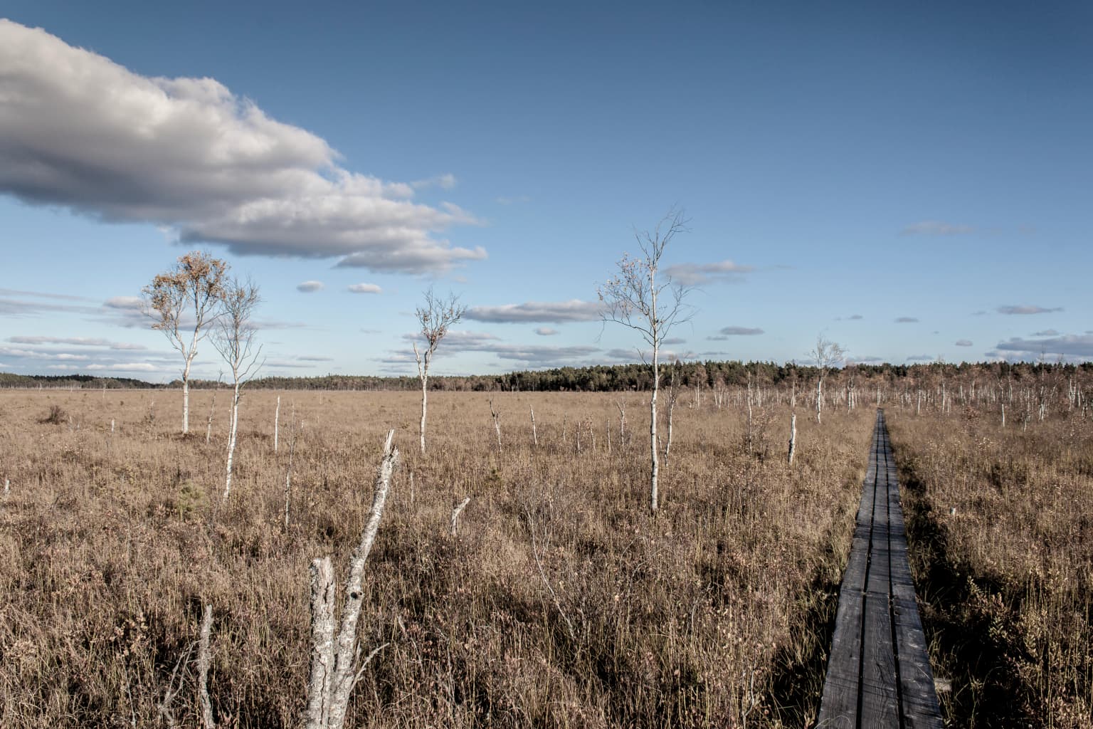 Vast bog landscape with wooden boardwalk, sparse trees, and open sky under partly cloudy conditions