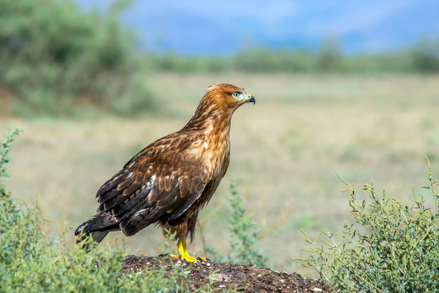 Long-legged Buzzard standing on a rock amidst green shrubs with open grassland and distant hills