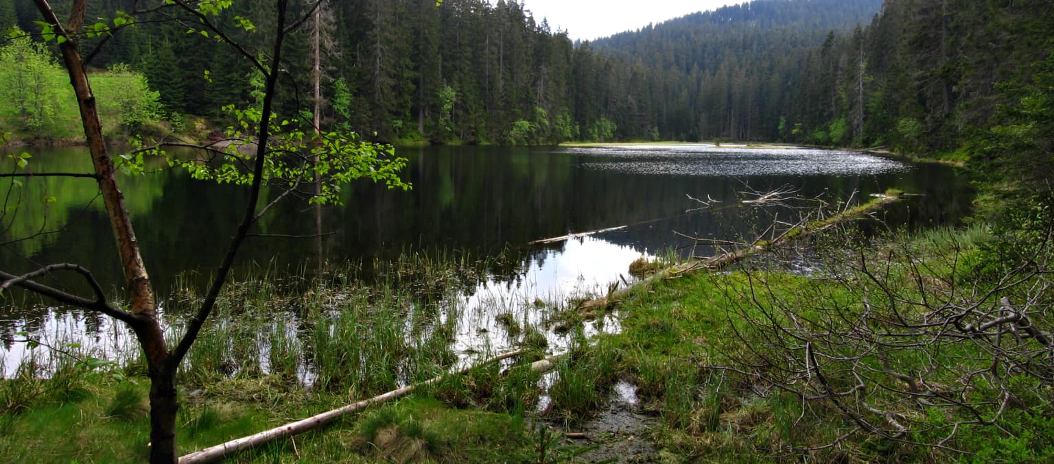 Calm lake reflecting surrounding forest and trees, with green shoreline and a fallen tree branch in the foreground