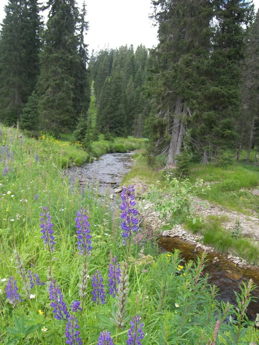 Purple lupine flowers in foreground, stream flowing through grassy meadow, surrounded by tall pine trees in a forested landscape.