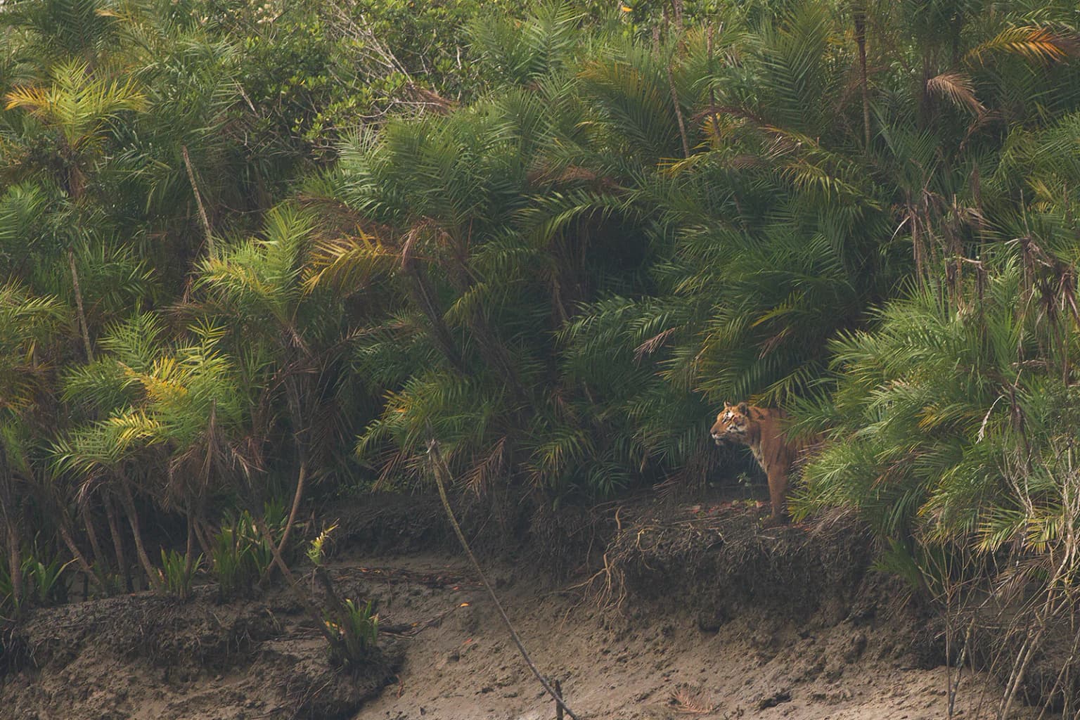 Bengal tiger partially hidden in dense mangrove vegetation with muddy wetland area