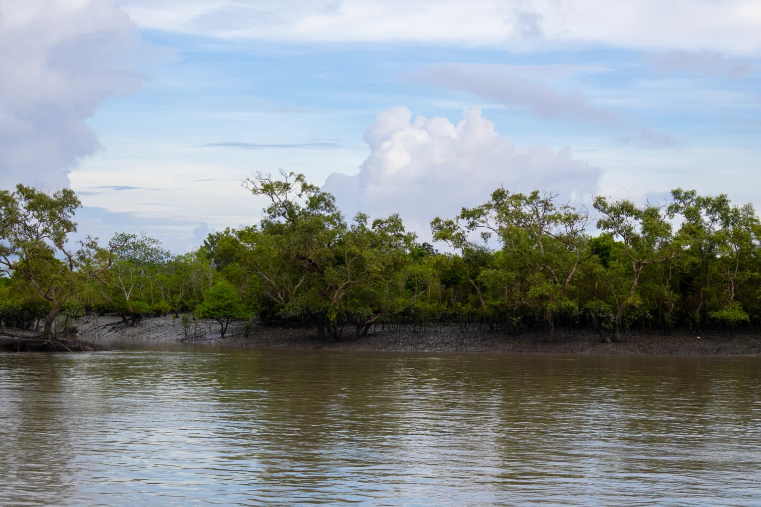 Mangrove trees lining a calm body of water with exposed mudflats under a partly cloudy sky