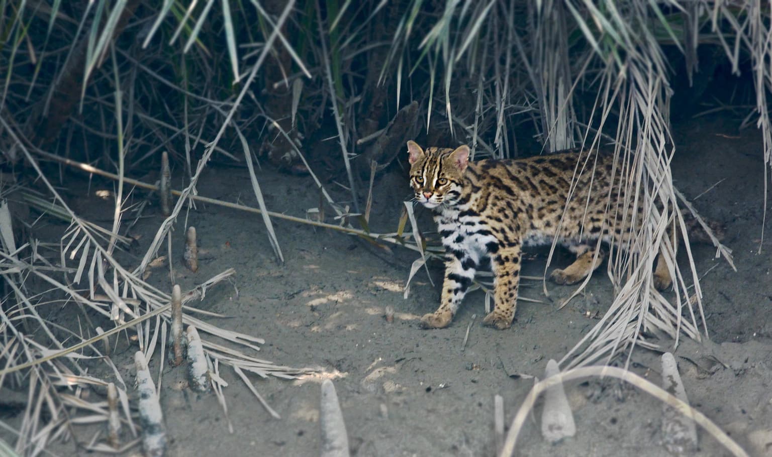 Leopard cat standing among mangrove vegetation with sandy ground and tall reeds