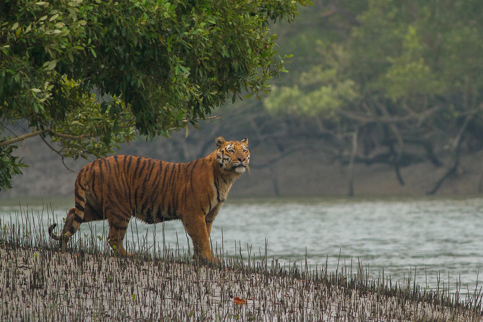Tigre de Bengala caminando por la orilla de un manglar fangoso junto a un cuerpo de agua con follaje verde