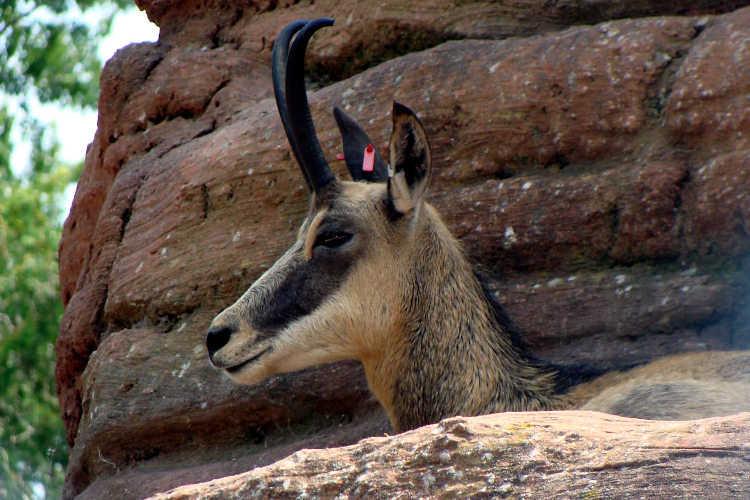 A chamois with curved horns and a brown and white coat resting against a rocky cliff face