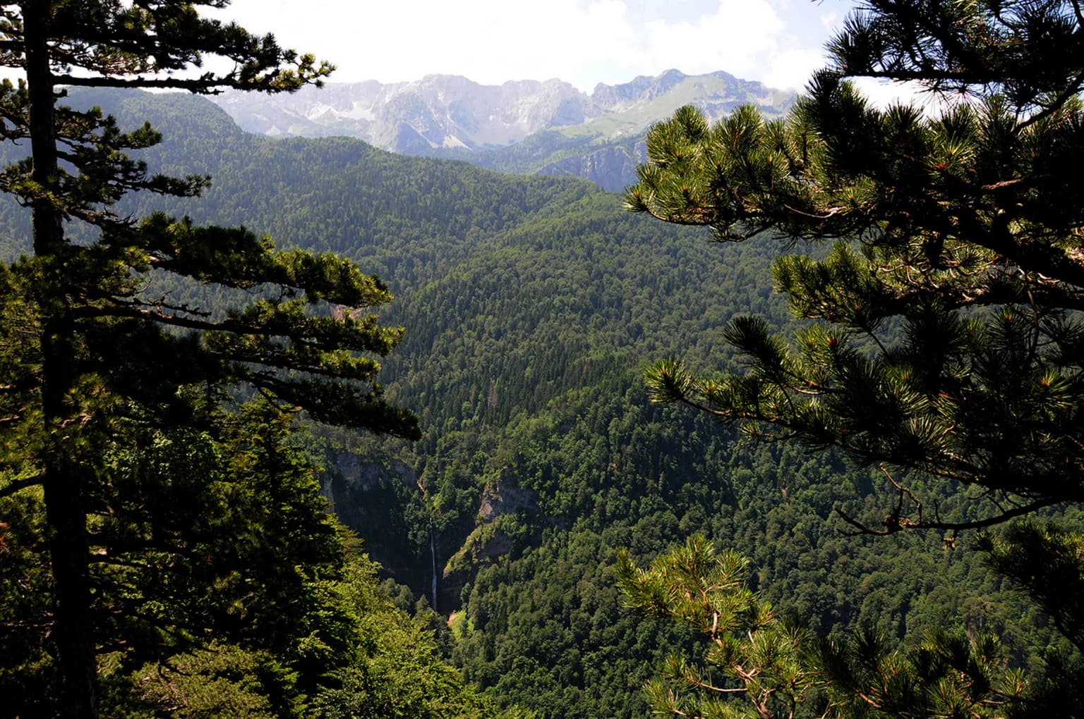 A panoramic view of dense green forests and mountain ranges with a waterfall visible in the valley below, framed by pine trees in the foreground.