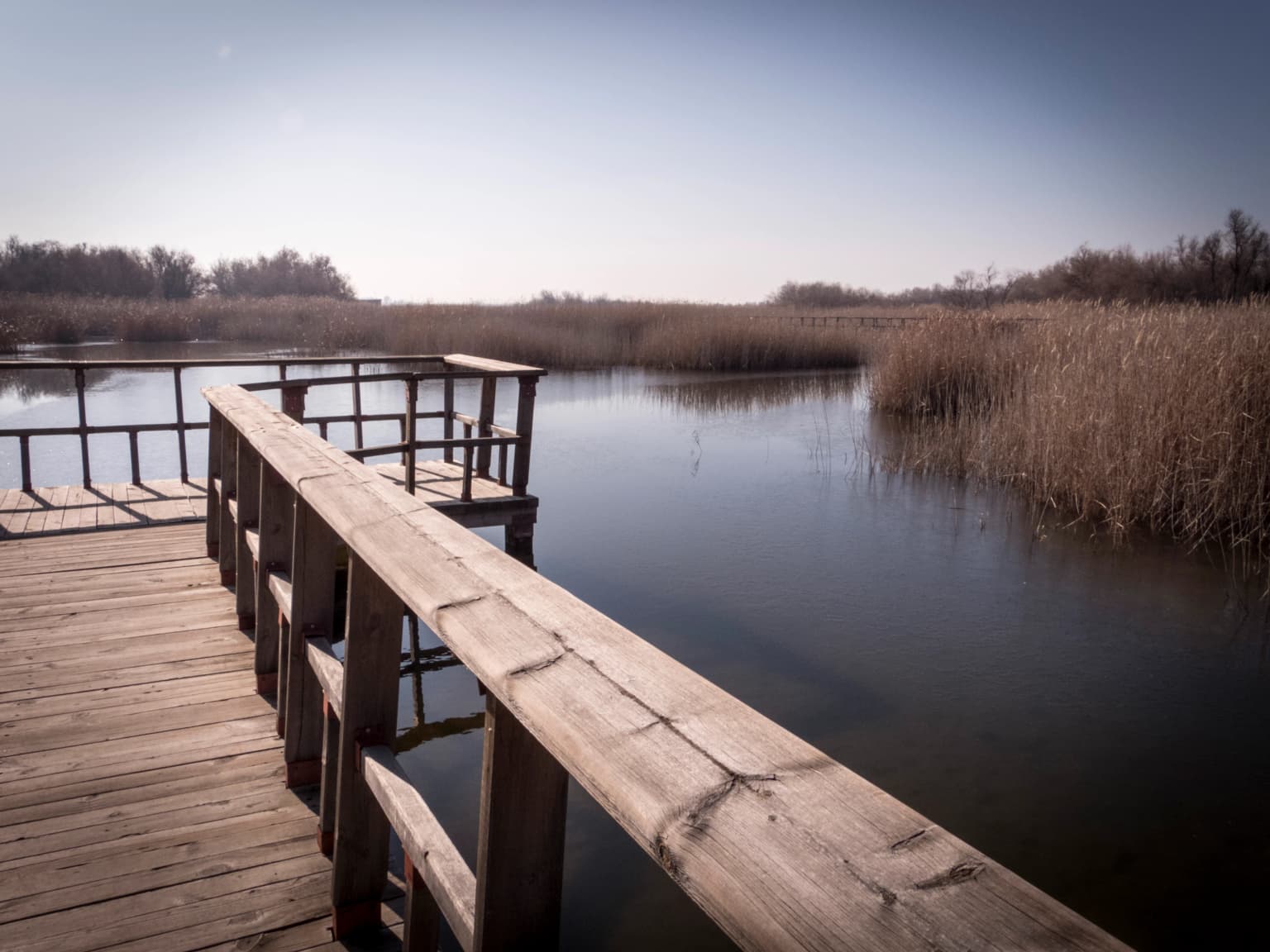 Wooden boardwalk with railings extending over a calm body of water surrounded by tall reeds and distant trees under a clear sky
