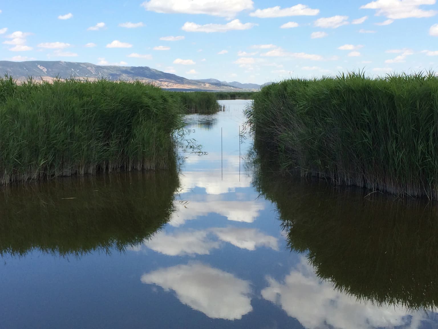 Calm water channels flanked by tall green reeds reflecting clouds under a clear blue sky