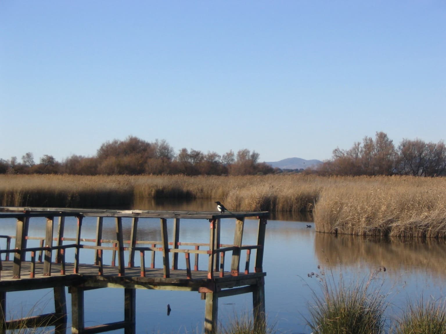 Wooden observation deck extending over calm water with tall reeds and trees in the background under a clear blue sky.