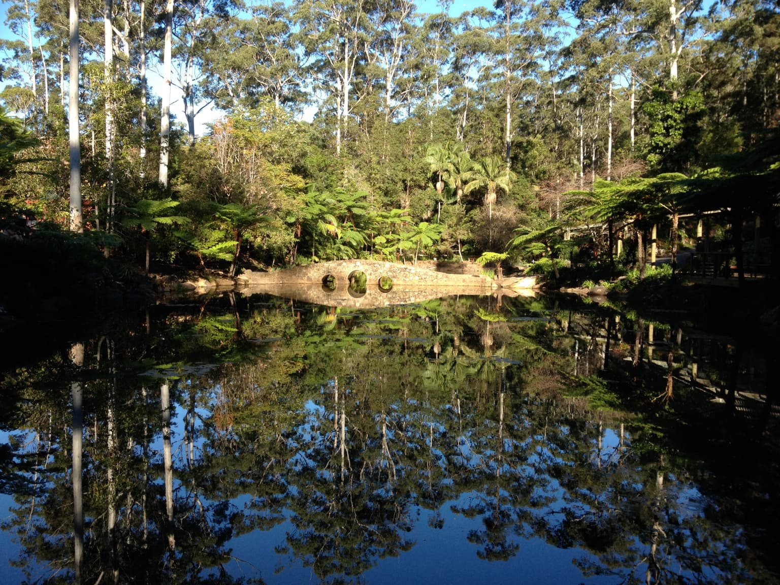 Lago tranquilo reflejando árboles altos y bosque denso bajo un cielo despejado.