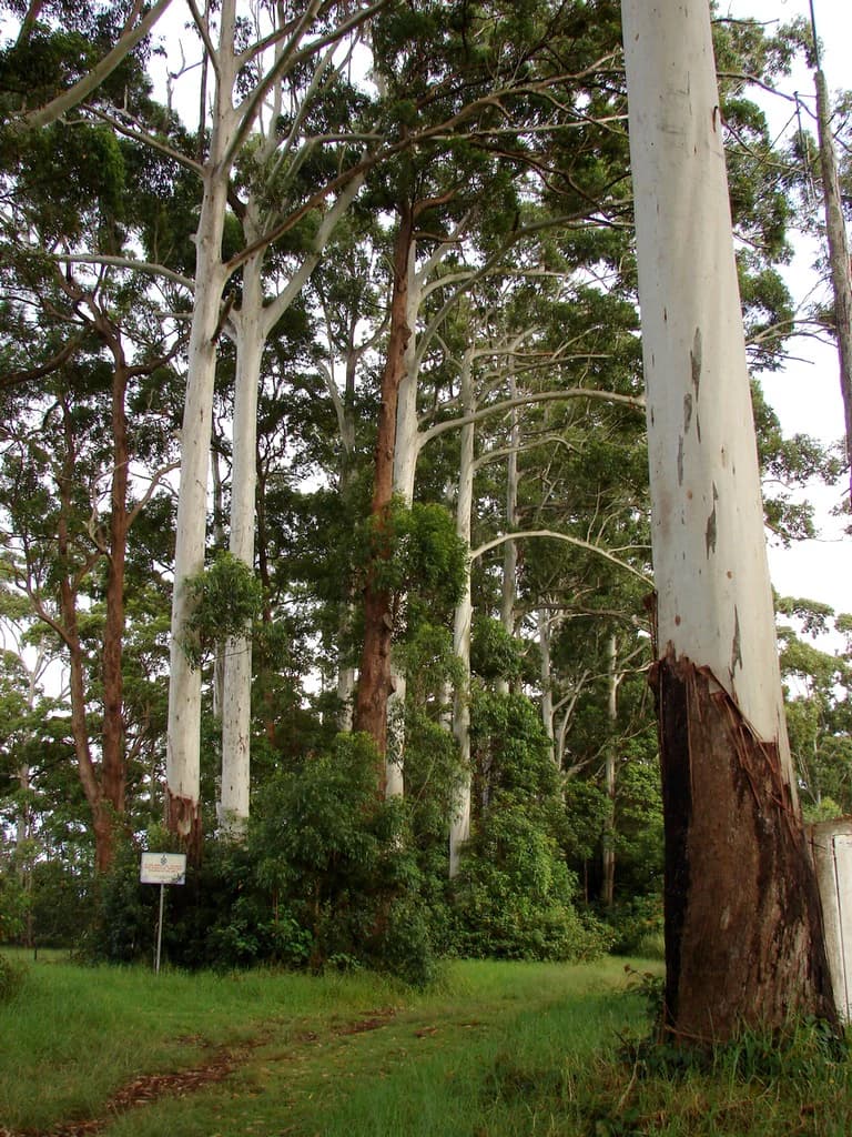 Varios eucaliptos altos de corteza blanca en un entorno forestal. Algunos árboles tienen parches marrones en la corteza. Se aprecian hierba verde, sotobosque y un pequeño letrero al fondo.
