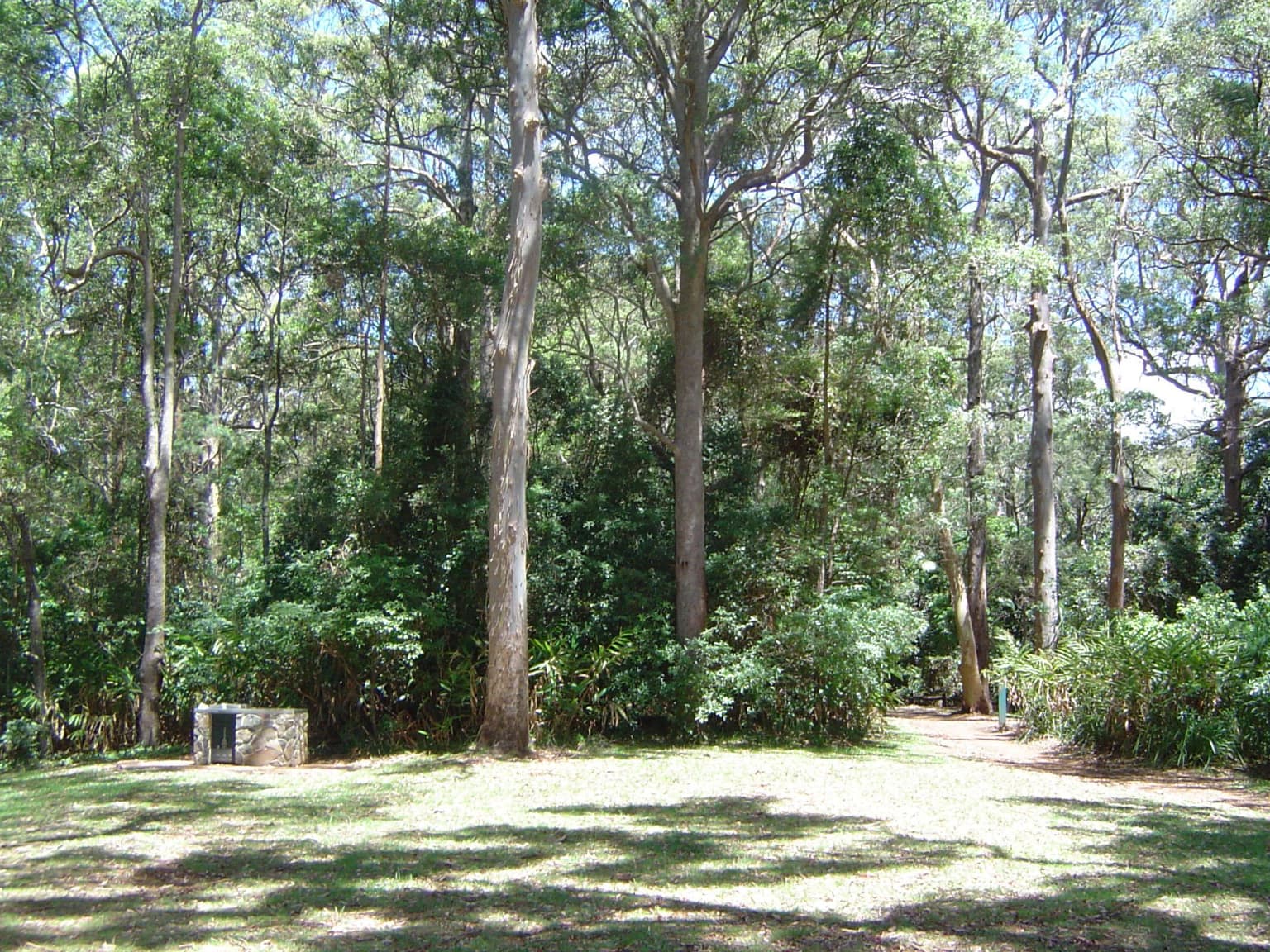 Claro herboso rodeado de árboles altos en un bosque con luz solar moteada y una estructura de mesa de picnic de piedra